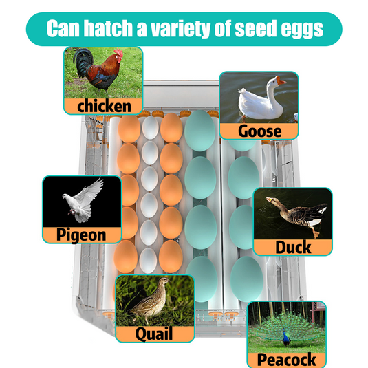 PORIYA 64 Eggs Digital Egg Incubator LED Fully Automatic Turning Chicken Duck Poultry